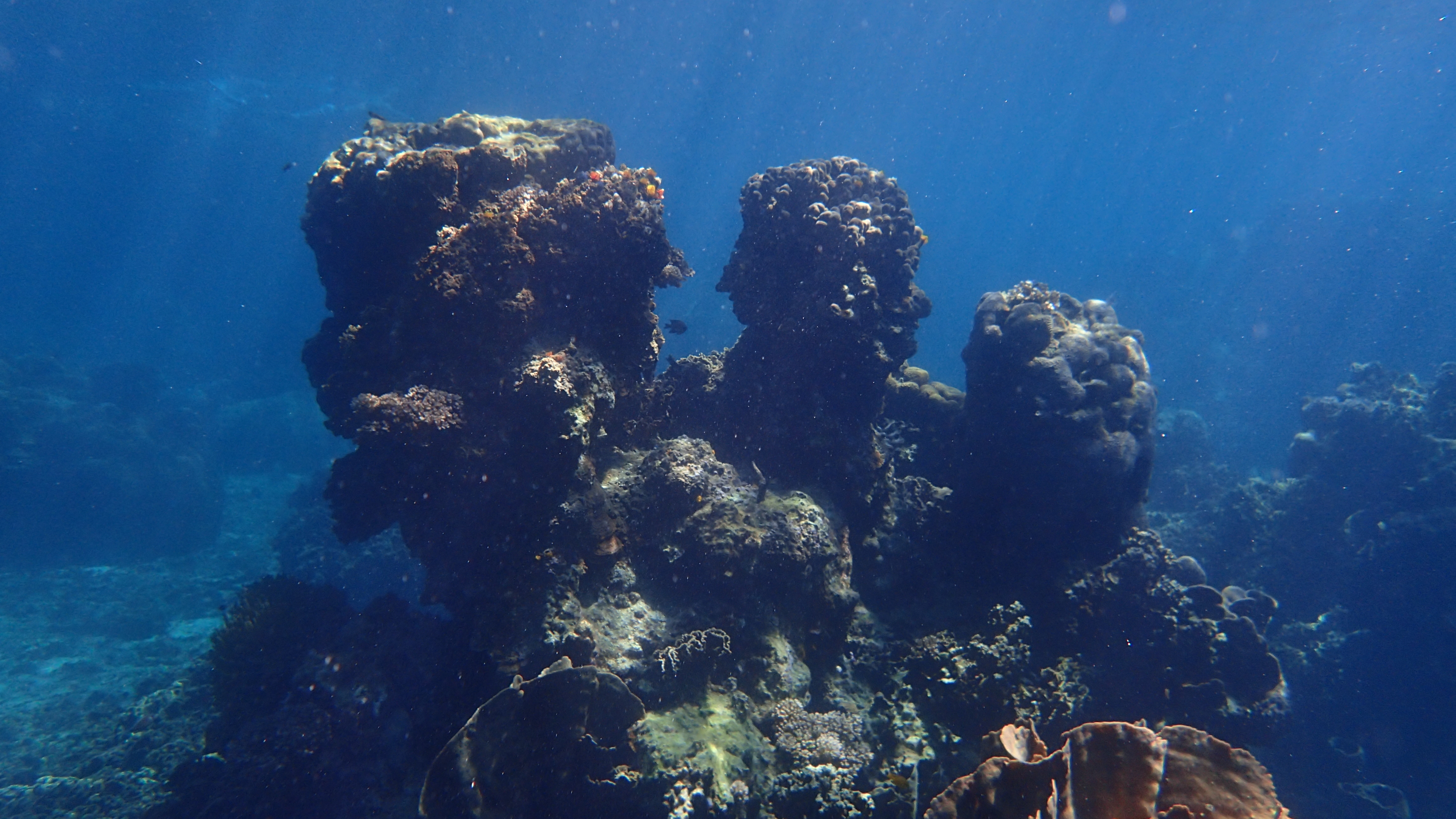 Snorkling, blodvite och sjukhusbesök